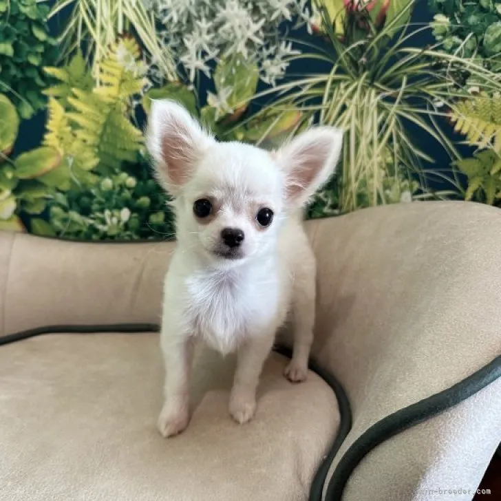 ID：2310-03986の子犬