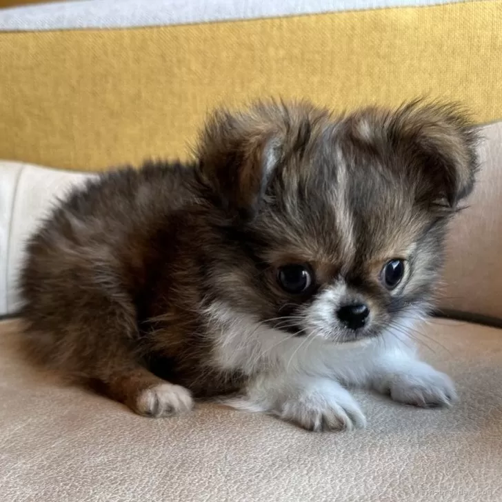 ID:2401-00024の子犬