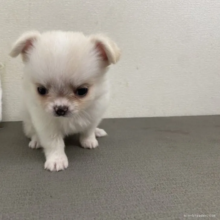 ID:2308-03663の子犬