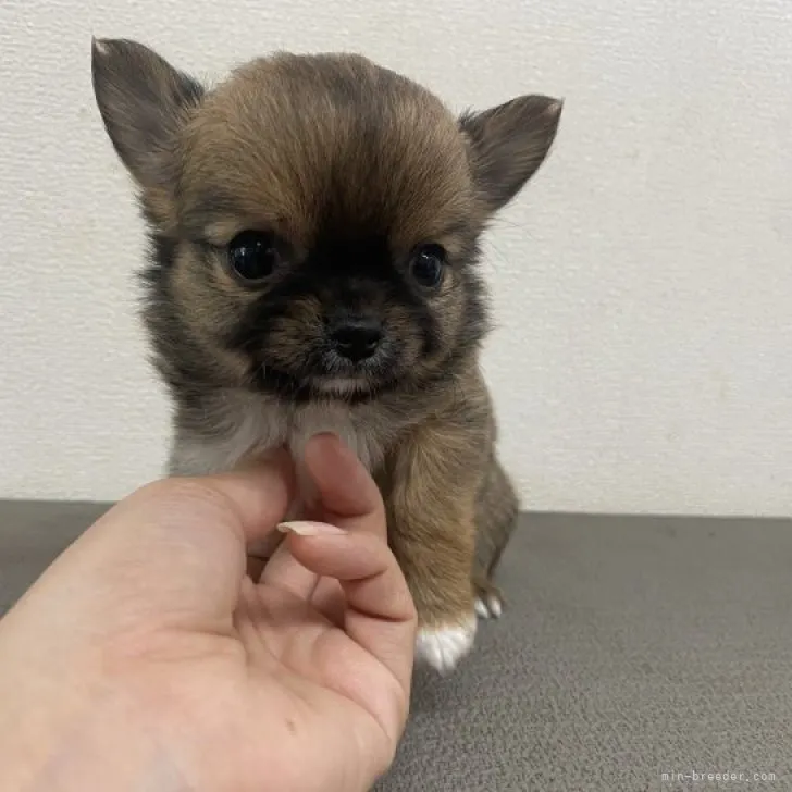 ID:2307-04136の子犬