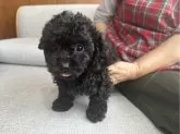 トイプードル(トイ)【福岡県・男の子・2024年5月28日・ブラック】の写真3