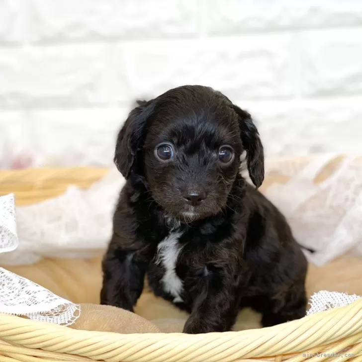 ID:2502-00694の子犬