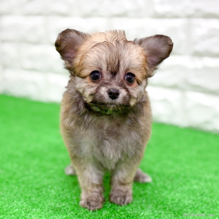 ブリーダー画像