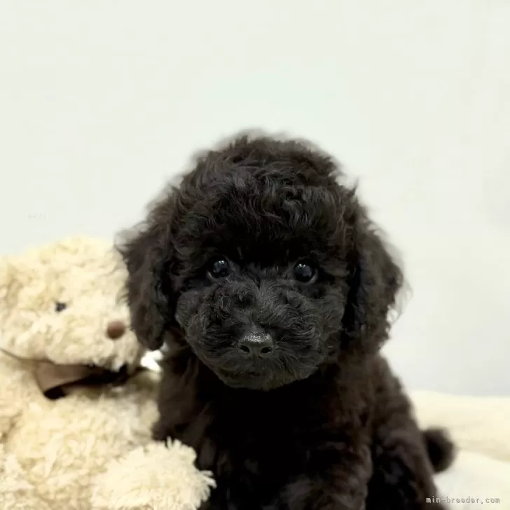 トイプードル(トイ)【長崎県・女の子・2025年7月30日・ブラック】の写真1