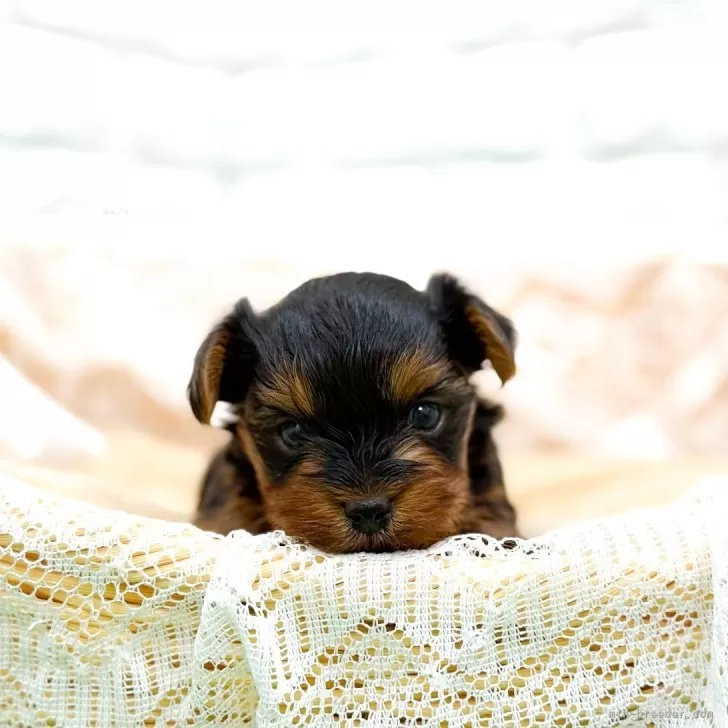 ヨークシャーテリア【長崎県・男の子・2025年10月11日・ダークスチールブルー&amp;タン】の写真1