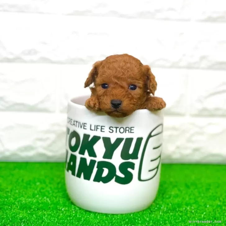 a.h 様のお迎えした子犬