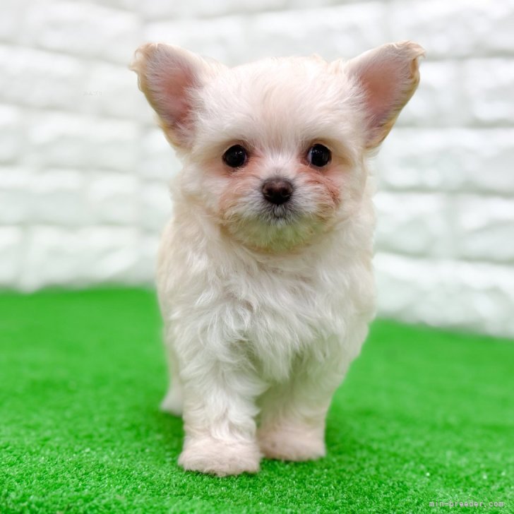 ブリーダー画像