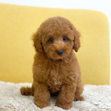 トイプードル(トイ)【長崎県・男の子・2025年4月20日・レッド】の写真「つぶらな瞳でイケメンくん✨」