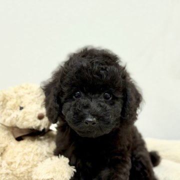 トイプードル(トイ)【長崎県・女の子・2025年7月30日・ブラック】の写真「優しい瞳で可愛い、すくすく成長中🐶」