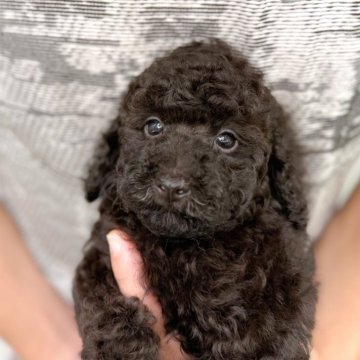 トイプードル(トイ)【長崎県・男の子・2025年7月30日・ブラック】の写真「ブラックカラーのイケメンくん🐶」