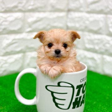 チワプー(トイプードル×チワワ)【長崎県・男の子・2025年10月2日・目がくりくりでイケメンくん🐶】の写真「小柄でコロコロして愛おしい子🐶」