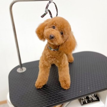 トイプードル(タイニー)【長崎県・女の子・2024年3月21日・レッド】の写真「毛がもふもふまるまる🐶愛嬌たっぷりで甘えん坊」
