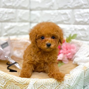 トイプードル(ティーカップ)【長崎県・女の子・2025年9月4日・クリーム】の写真「ティーカップ予想のとっても美人さん😍」