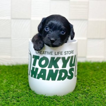チワプー(トイプードル×チワワ)【長崎県・男の子・2025年1月5日・ブラック】の写真「ころころして可愛い😍」