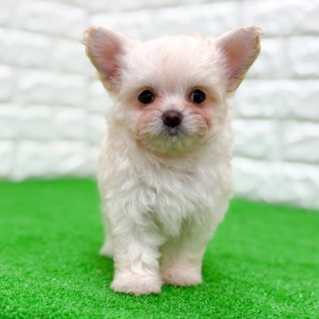 チワプー(トイプードル×チワワ)【長崎県・男の子・2025年10月2日・目がくりくりでイケメンくん🐶】の写真「小柄でコロコロして愛おしい子🐶」