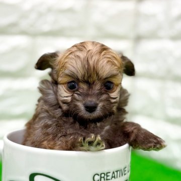 チワプー(トイプードル×チワワ)【長崎県・女の子・2025年10月2日・小柄でコロコロして愛おしい🐶】の写真「小柄でコロコロして愛おしい子🐶」