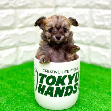 チワプー(トイプードル×チワワ)【長崎県・女の子・2025年10月2日・目がくりくりでイケメンくん🐶】の写真「小柄でコロコロして愛おしい子🐶」