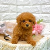 トイプードル(ティーカップ)