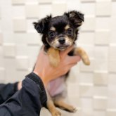 チワワ(ロング)