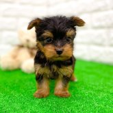 ヨークシャーテリア