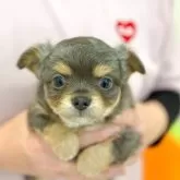 チワワ(ロング)