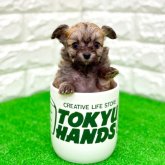 チワプー(トイプードル×チワワ)