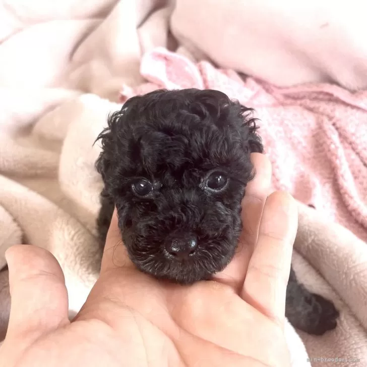 ID：2404-04302の子犬