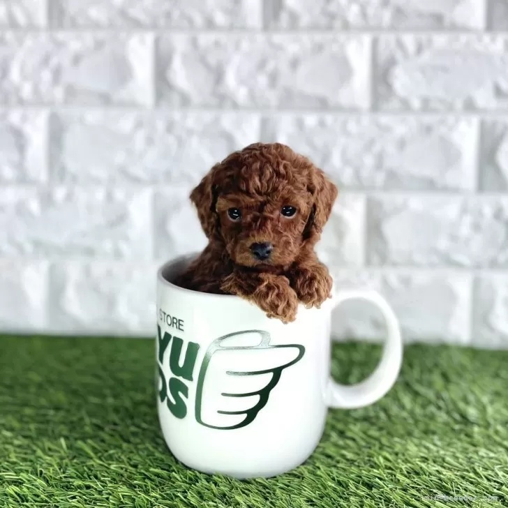 ID:2404-07061の子犬