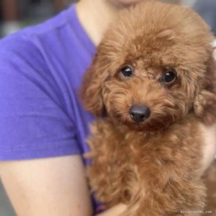 ID：2306-03428の子犬