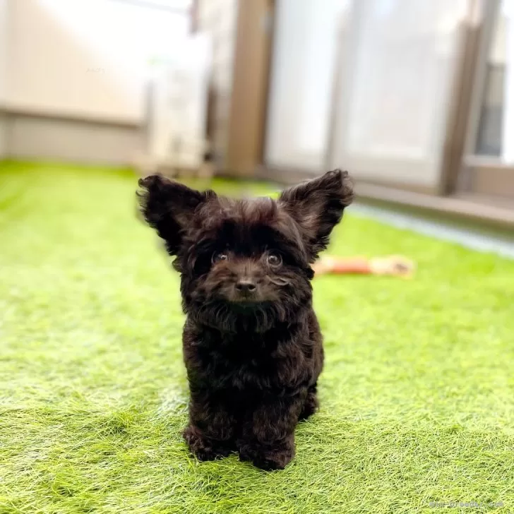 I.N 様のお迎えした子犬