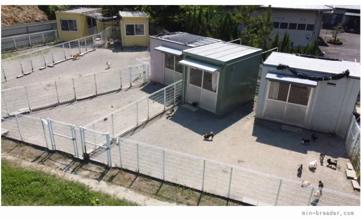 4面の運動場を完備した犬舎にて、良く遊び健康的な親犬と仔犬の作出を心がけています。｜今井　直美(いまい　なおみ)ブリーダー(静岡県・ボストンテリアなど・JKC/日本犬保存会/ＫＣ登録)の紹介写真10