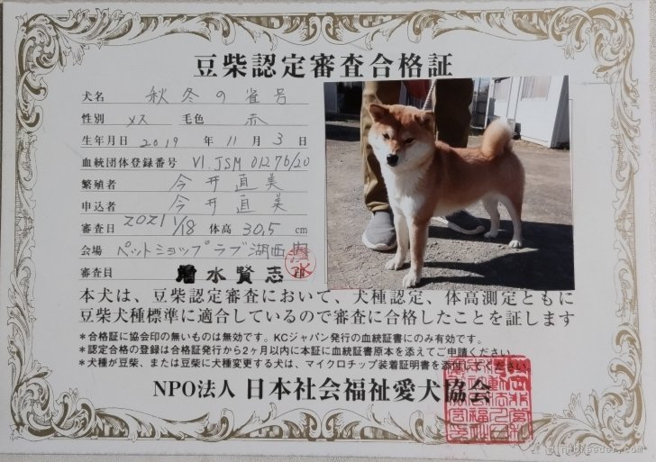 豆柴【・女の子・2019年11月3日・赤】
