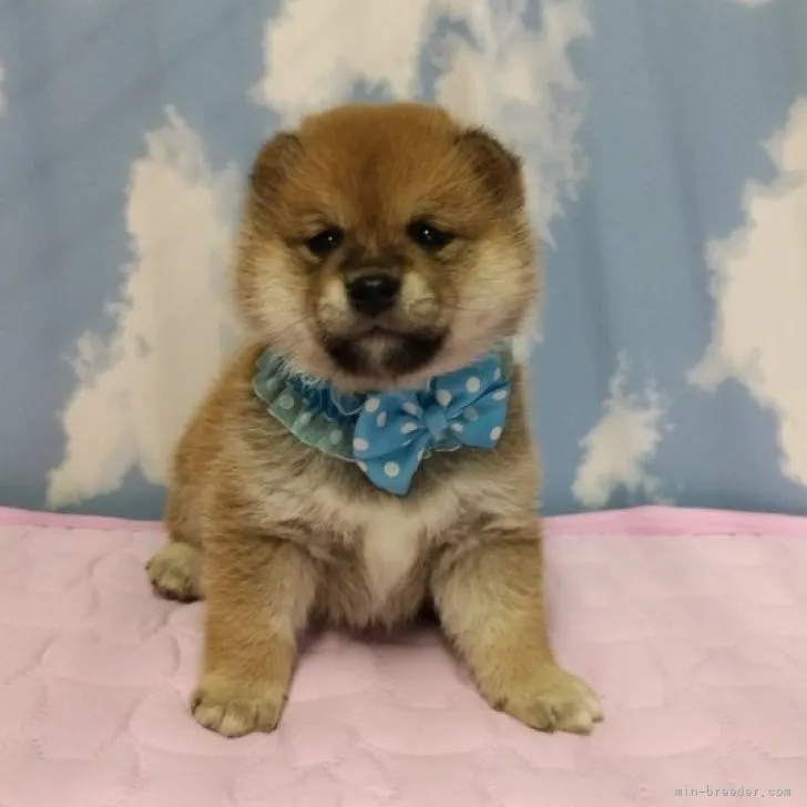 ID：2307-00623の子犬