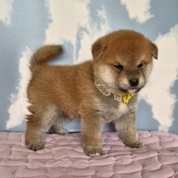 柴犬(標準サイズ)【静岡県・男の子・2023年6月4日・赤】の写真「まんまるたぬき顔の男の子です」