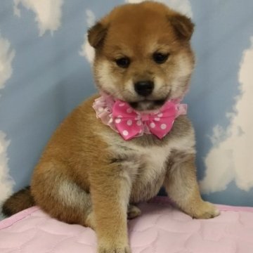 柴犬(豆柴)【静岡県・女の子・2023年5月14日・赤】の写真「まんまるたぬき顔の女の子です。」