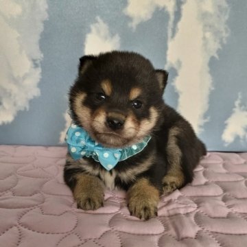 柴犬(豆柴)【静岡県・男の子・2023年6月8日・黒】の写真「綺麗な黒豆君です」