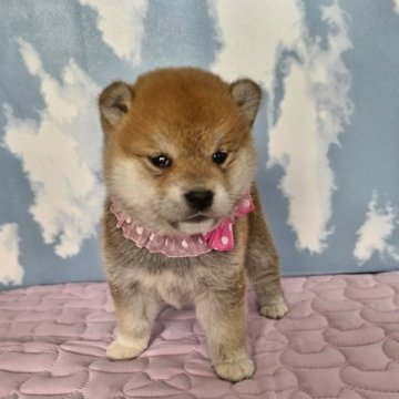 柴犬(標準サイズ)【静岡県・女の子・2023年6月4日・赤】の写真「綺麗な赤毛のおっとり女の子です」