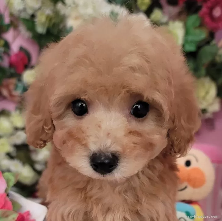 ID:2501-03233の子犬