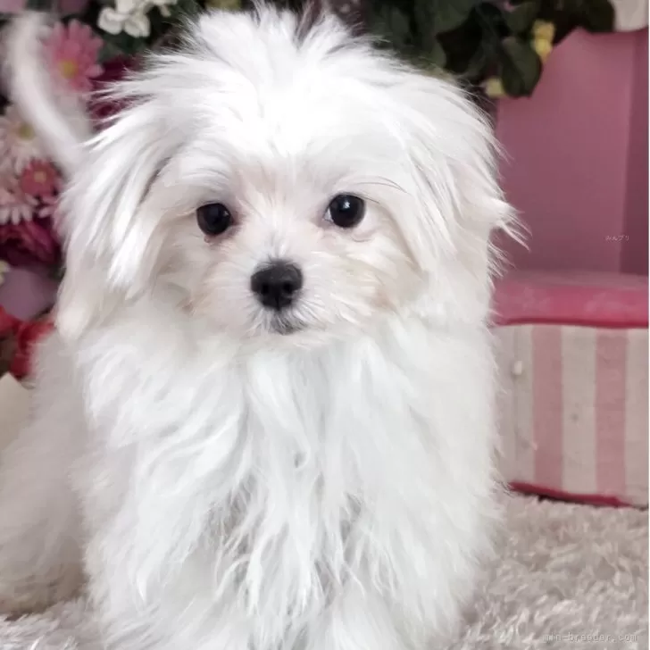 マルチーズ【大阪府・男の子・2025年7月5日・ホワイト】の写真1
