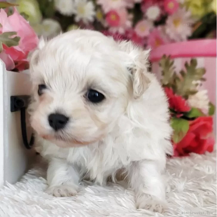 ID:2504-05430の子犬