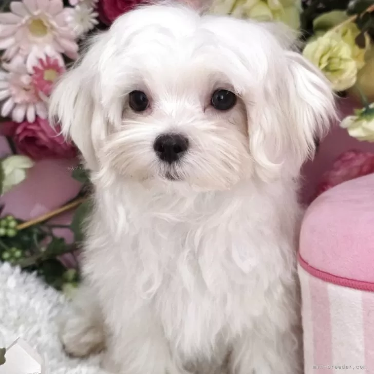 ID：2509-01882の子犬