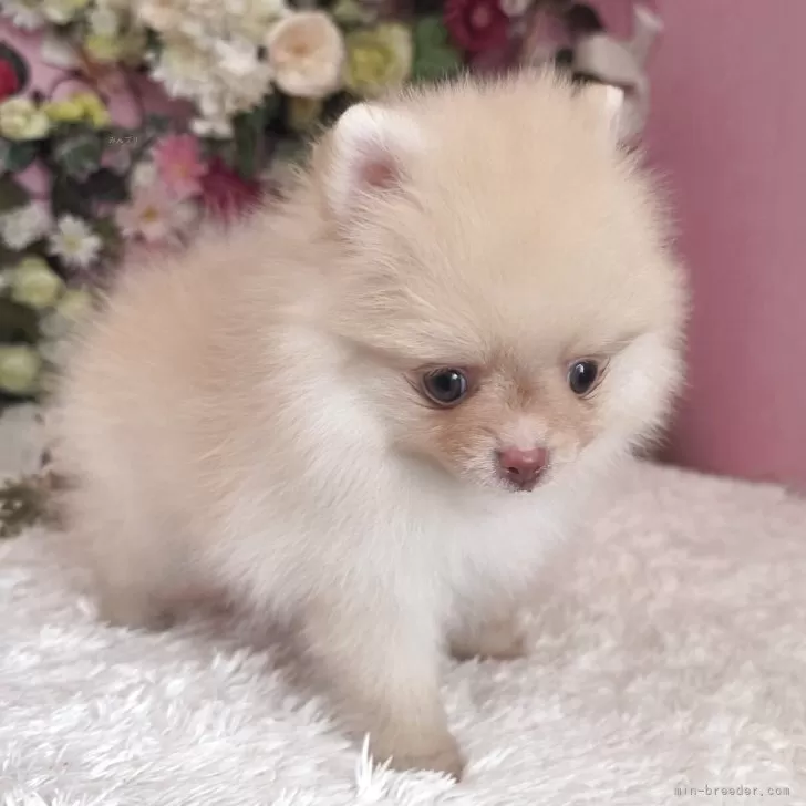 ID:2506-00248の子犬