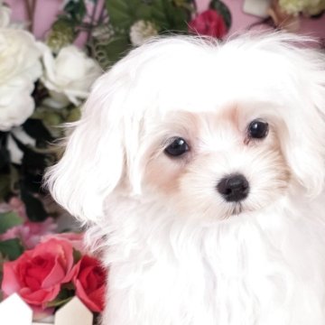 マルチーズ【大阪府・男の子・2025年7月5日・ホワイト】の写真「良血統の可愛い男の子」
