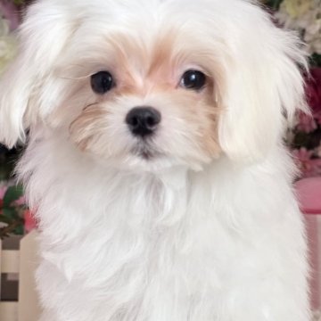 マルチーズ【大阪府・男の子・2025年7月5日・ホワイト】の写真「良血統の可愛い男の子」