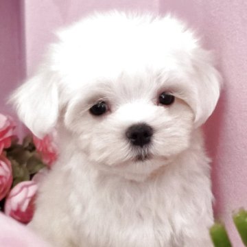 マルチーズ【大阪府・男の子・2025年9月7日・ホワイト】の写真「小降りで短足な男の子」
