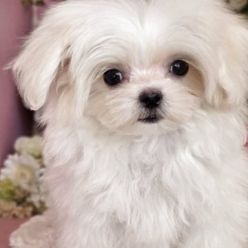 マルチーズ【大阪府・女の子・2025年8月3日・ホワイト】の写真「良血統の小降りな可愛い女の子」