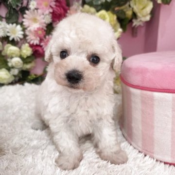 マルプー(トイプードル×マルチーズ)【大阪府・女の子・2025年4月20日・ホワイト】の写真「マルチーズ顔よりの女の子」