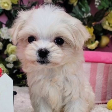 マルチーズ【大阪府・女の子・2024年11月16日・ホワイト】の写真「可愛い短足の女の子」