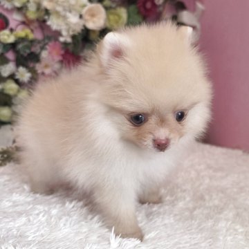 ポメラニアン【大阪府・女の子・2025年4月25日・クリーム】の写真「ポメラニアンおんなのこすふ」