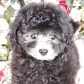 トイプードル(トイ)